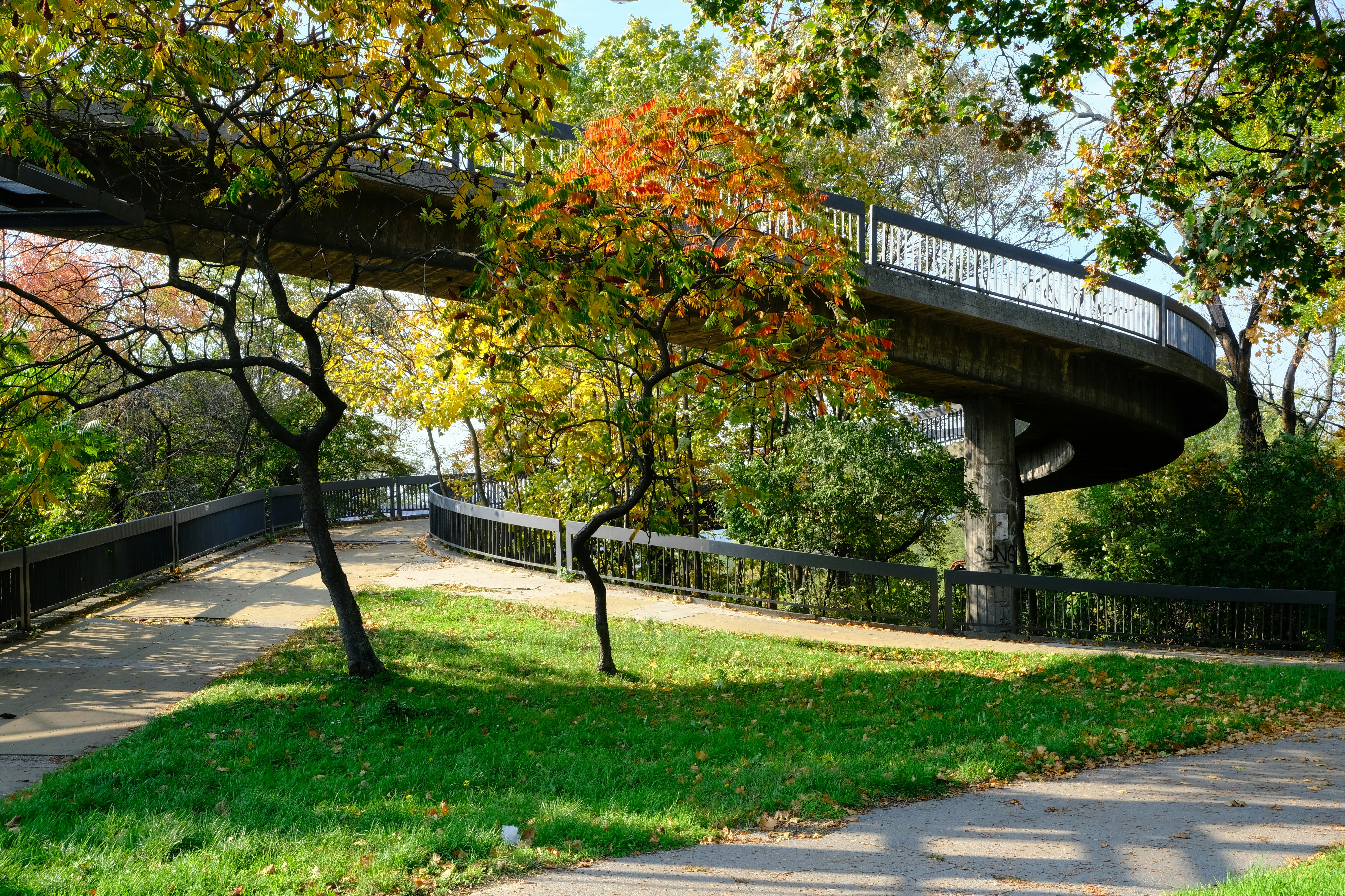 Urban trees in Bratislava