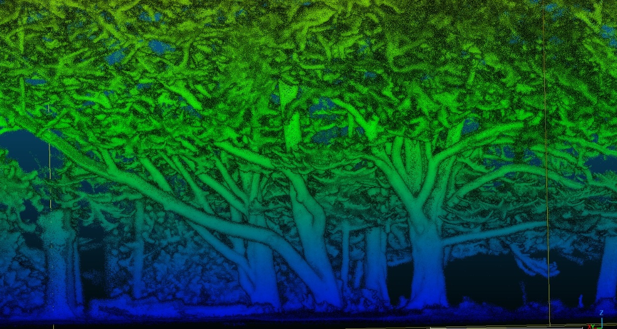 Urban tree point cloud
